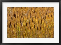 Framed Cattails In Field