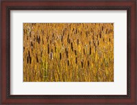 Framed Cattails In Field