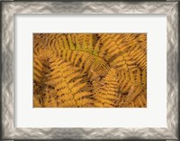 Framed Bracken Ferns In Autumn