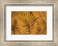 Framed Bracken Ferns In Autumn