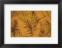 Framed Bracken Ferns In Autumn