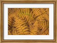 Framed Bracken Ferns In Autumn