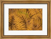 Framed Bracken Ferns In Autumn