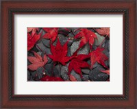 Framed Japanese Maple Leaves On River Rocks