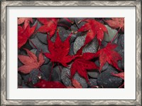 Framed Japanese Maple Leaves On River Rocks