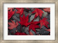 Framed Japanese Maple Leaves On River Rocks
