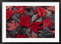 Framed Japanese Maple Leaves On River Rocks