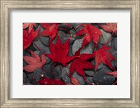 Framed Japanese Maple Leaves On River Rocks