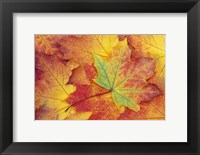 Framed Maple Leaf Pattern