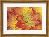 Framed Maple Leaf Pattern