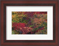 Framed Fall Colors Seattle Arboretum Washington