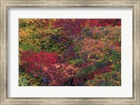 Framed Fall Colors Seattle Arboretum Washington