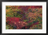 Framed Fall Colors Seattle Arboretum Washington