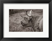 Framed Highland Cow on Watch