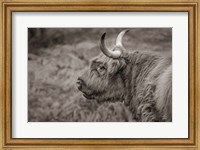 Framed Highland Cow on Watch