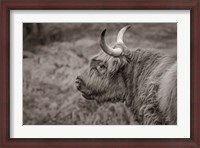 Framed Highland Cow on Watch