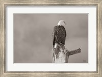 Framed Eagle Perch