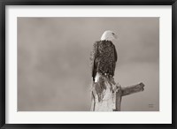 Framed Eagle Perch