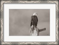 Framed Eagle Perch