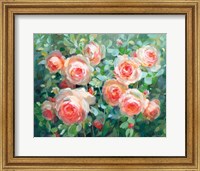 Framed English Roses