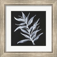 Framed White Fern II