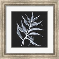 Framed White Fern I