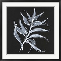 Framed White Fern I