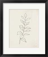August Branch I Framed Print