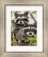 Framed Raccoons
