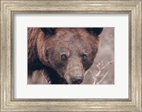Framed Bear Portrait
