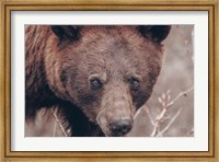 Framed Bear Portrait