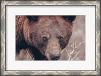 Framed Bear Portrait