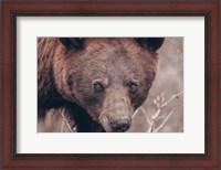 Framed Bear Portrait