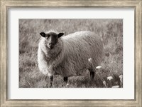 Framed Sepia Sheep