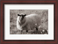 Framed Sepia Sheep