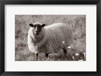 Framed Sepia Sheep