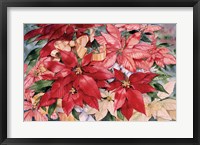 Framed Poinsettia