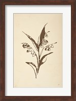 Framed Vintage Line Lily of the Valley I