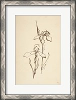 Framed Vintage Line Iris II