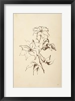 Framed Vintage Line Clematis