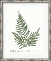 Framed Vintage Ferns XI no Border White