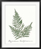 Framed Vintage Ferns XI no Border White
