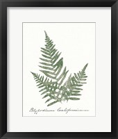 Vintage Ferns XI no Border White Framed Print