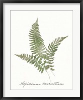 Framed Vintage Ferns X no Border White