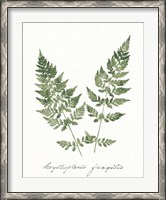 Framed Vintage Ferns VII no Border White