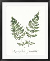 Framed Vintage Ferns VII no Border White