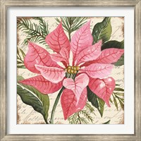Framed Pink Poinsettia Botanical