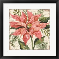 Peach Poinsettia Botanical Framed Print