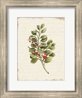 Framed Berries Christmas Botanical