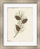 Framed Pine Cone Botanical I